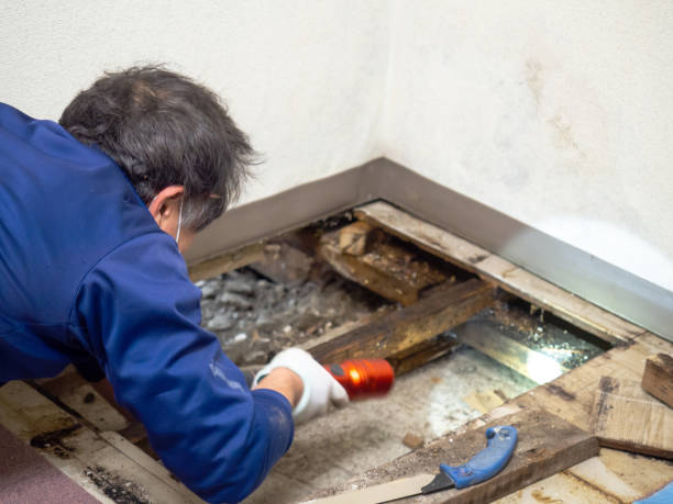Best Same-Day Mold Removal  in Lusk, WY