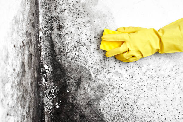 Best Professional Mold Removal  in Lusk, WY
