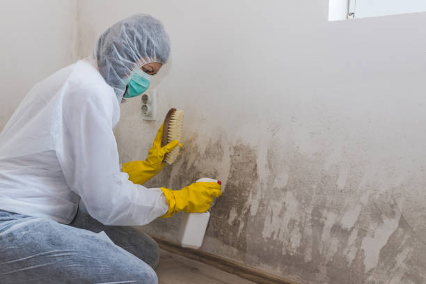 Certified Mold Removal in Lusk, WY