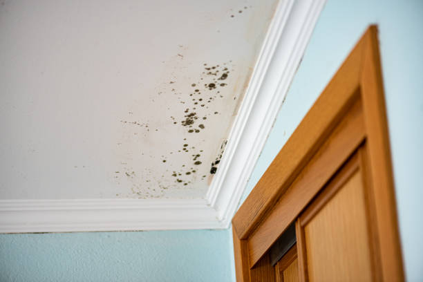 Best Local Mold Removal Service  in Lusk, WY