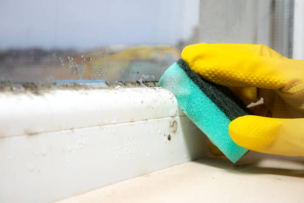 Best Water Damage Restoration  in Lusk, WY