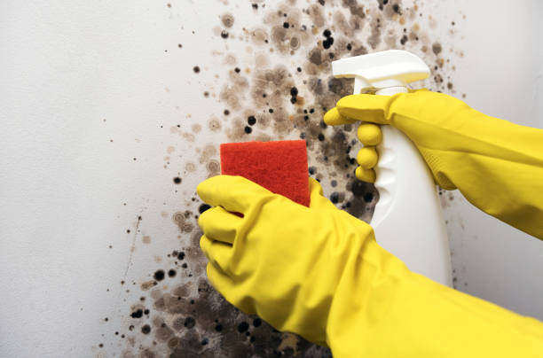 Best Mold Damage Repair  in Lusk, WY