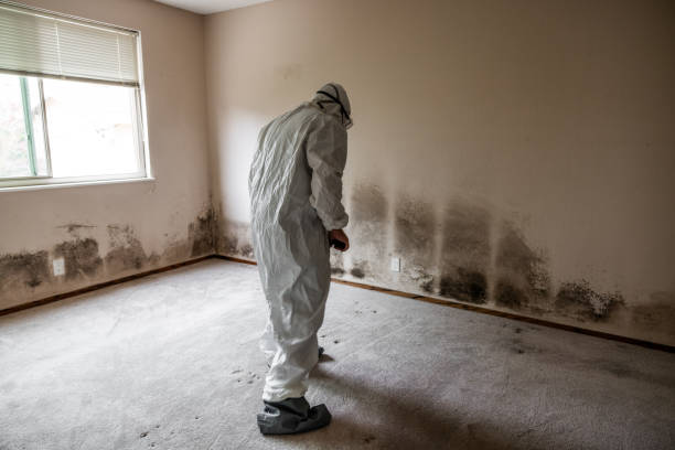 Trusted Lusk, WY Mold Removal Experts