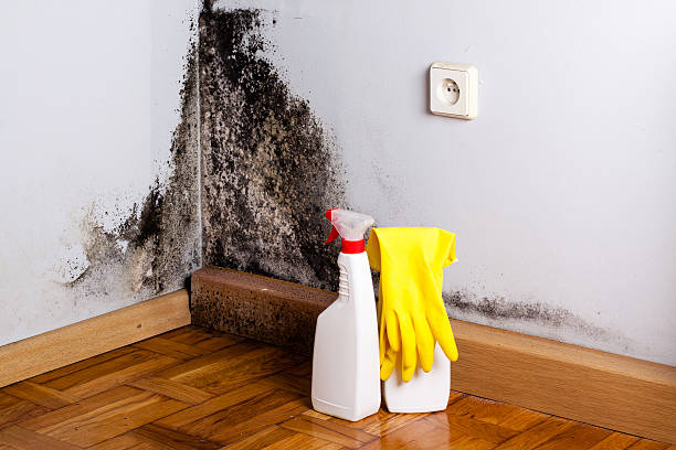 Lusk, WY Mold Removal Company